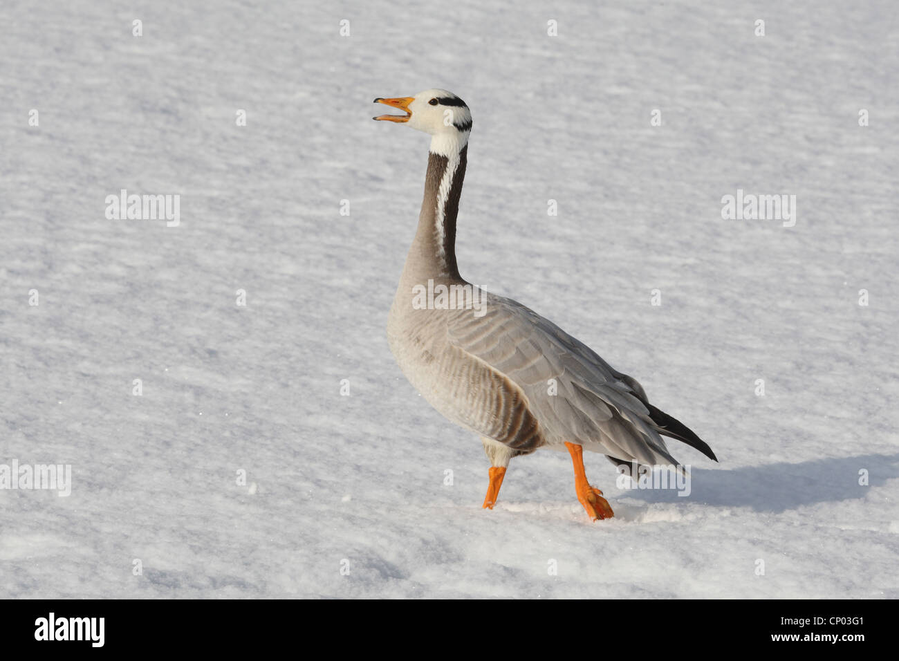 Bar-headed goose (Anser indicus), in inverno chiamando, Germania Foto Stock
