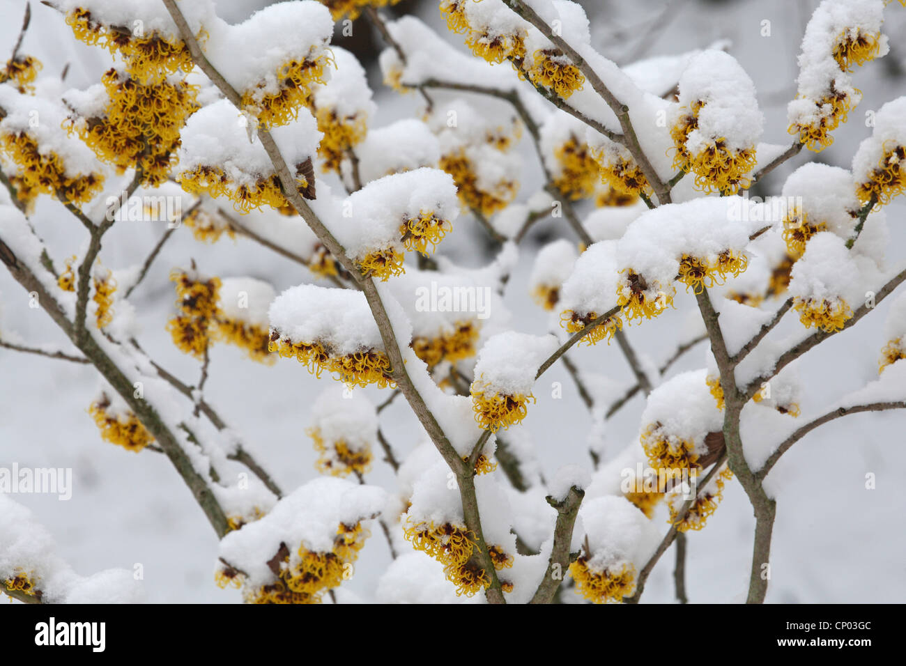 Amamelide (Hamamelis spec.), fioritura con la neve Foto Stock