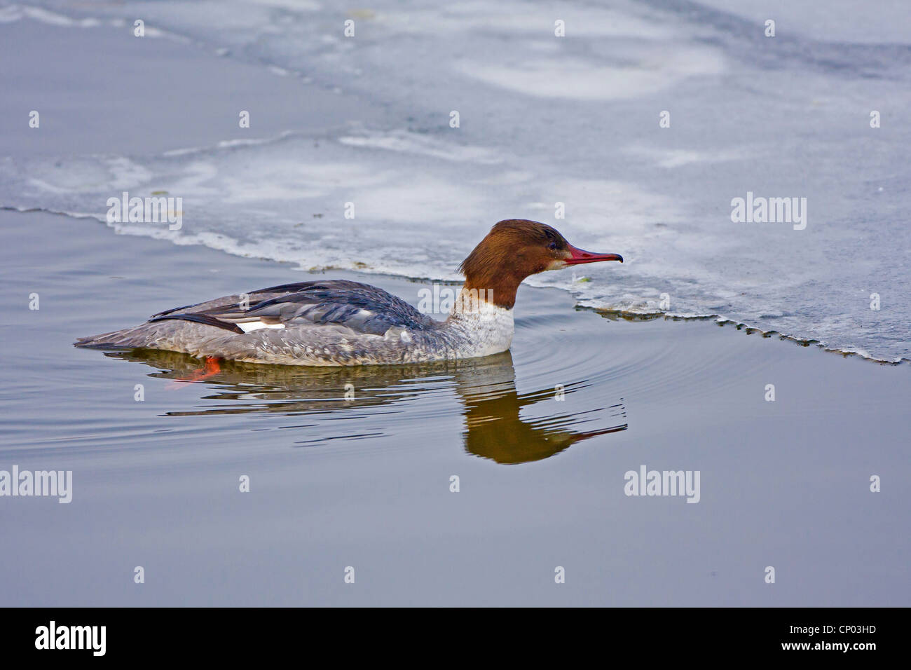 Smergo maggiore (Mergus merganser), piscina su una metà sul lago ghiacciato, Federsee, Bad Buchau Foto Stock