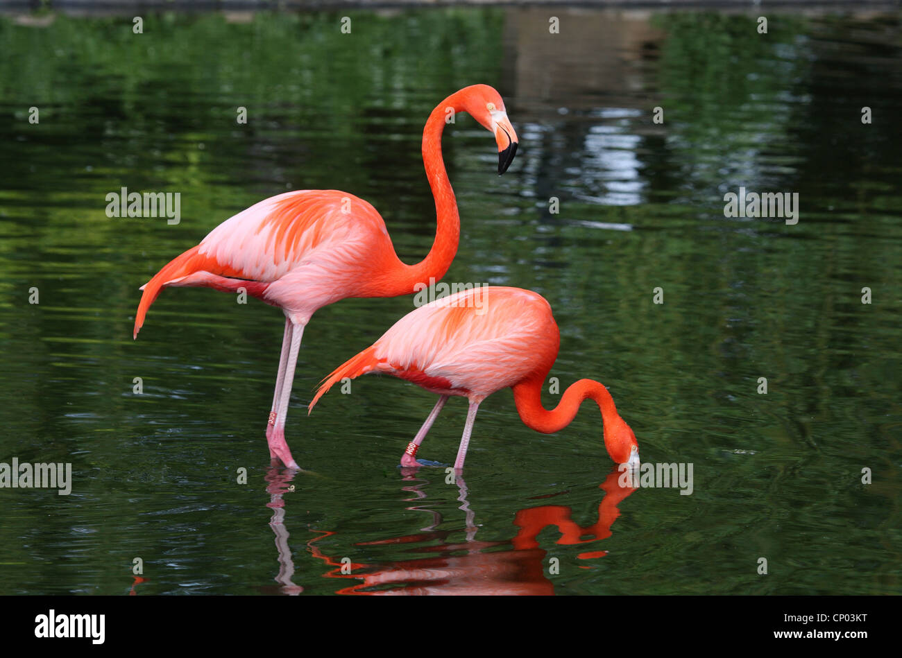 Flamingo cileni (Phoenicopterus chilensis), stando in piedi in acque poco profonde sui mangimi Foto Stock