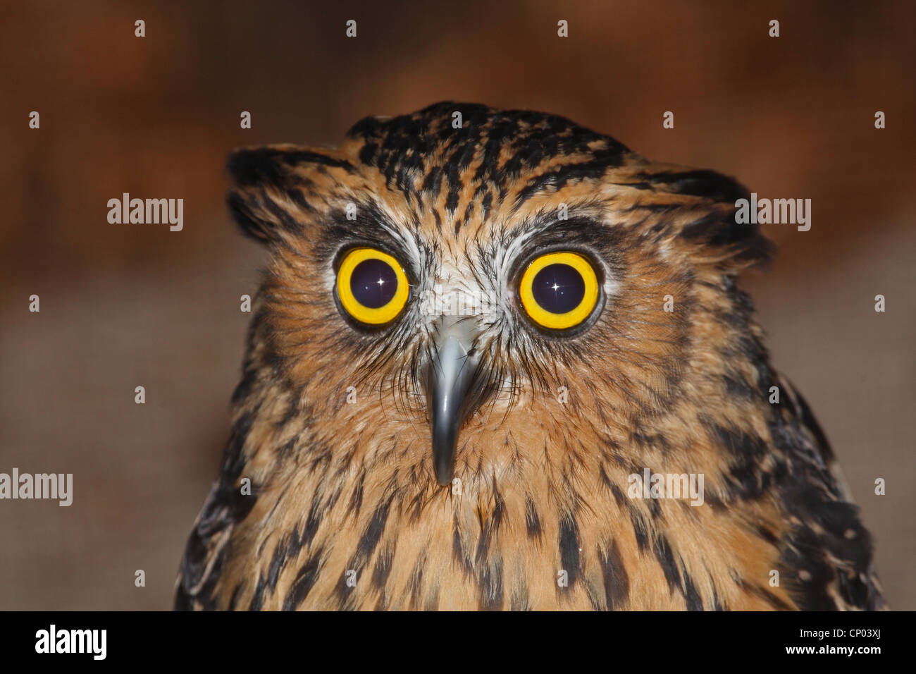 Il malese gufo reale (Bubo ketupa), ritratto Foto Stock