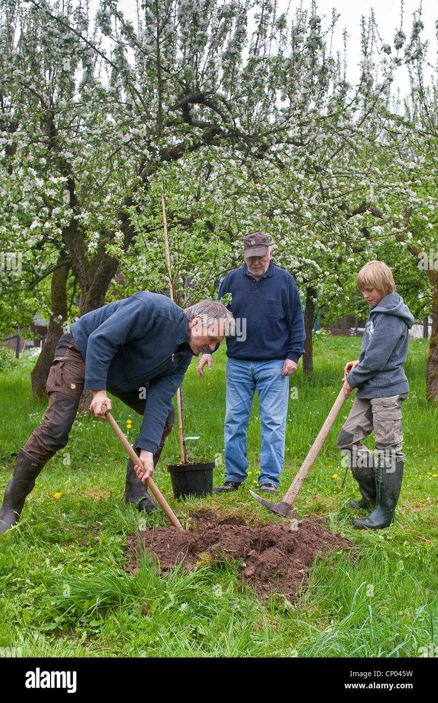 Apple tree (malus domestica), nonno, padre e figlio di piantare un albero di mele, Germania Foto Stock