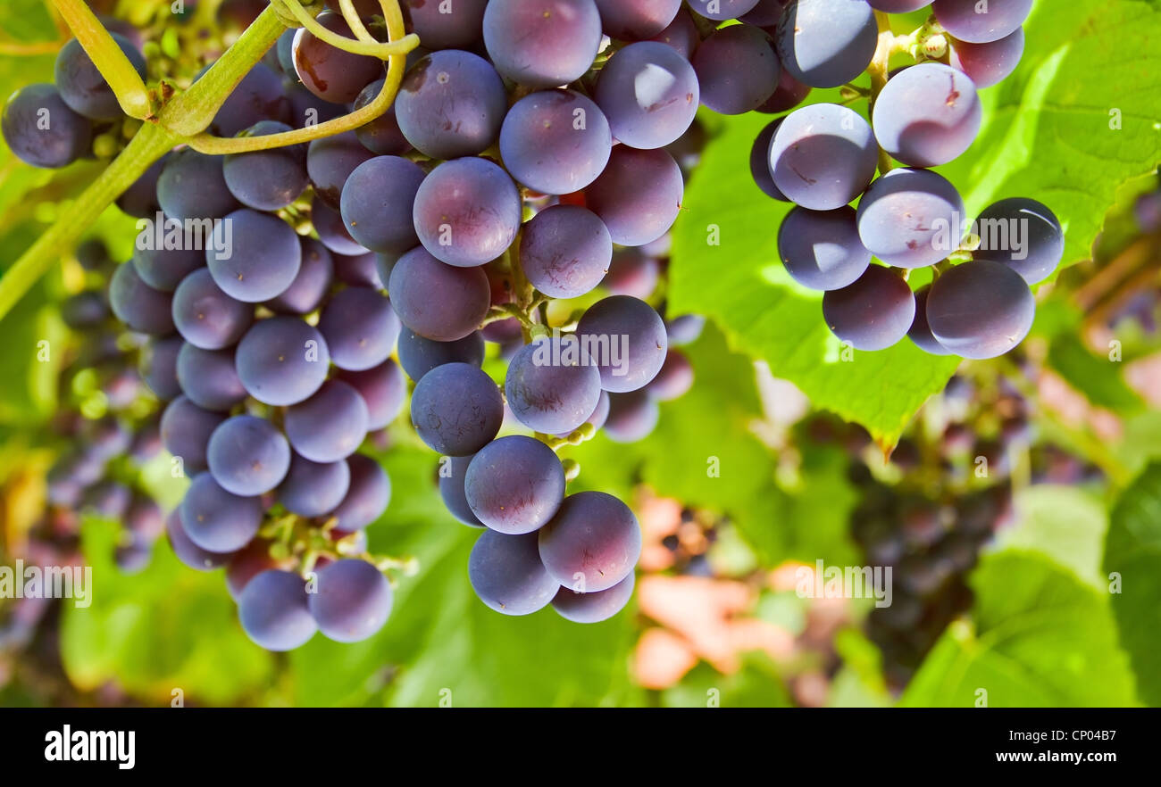 L'Isabella uva è una cultivar derivate ,è utilizzata per la tavola, succo di frutta e per la produzione di vino. Foto Stock
