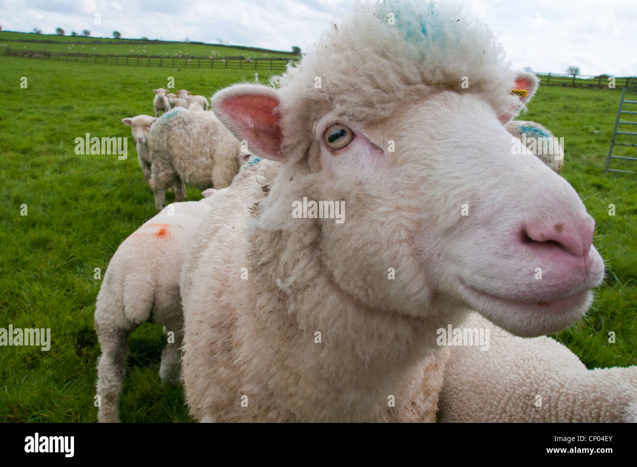 Il Dorset ovini in Darley Foto Stock