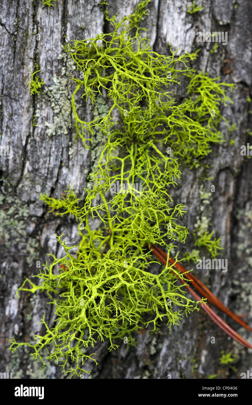 Lupo lichen, staghorn lichen (Letharia vulpina), che cresce su corteccia, Svizzera Vallese Foto Stock