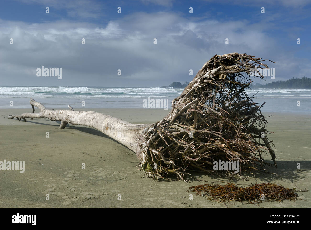 Weathered tree lavato fino sulle rive di Long Beach, British Columbia. Foto Stock