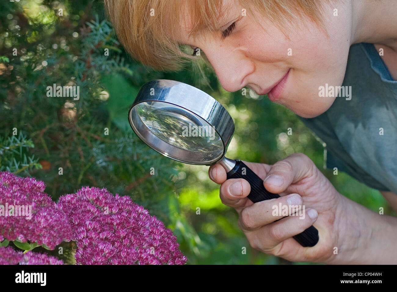 Impianto di ghiaccio (Sedum spectabile), ragazzo con loupe guardando i fiori viola, Germania Foto Stock