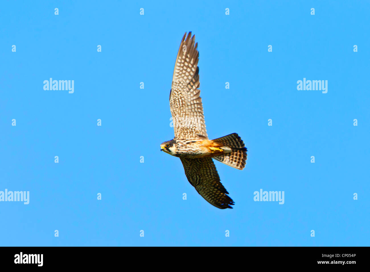 Hobby settentrionale (Falco Subbuteo®), battenti, in Germania, in Renania Palatinato Foto Stock