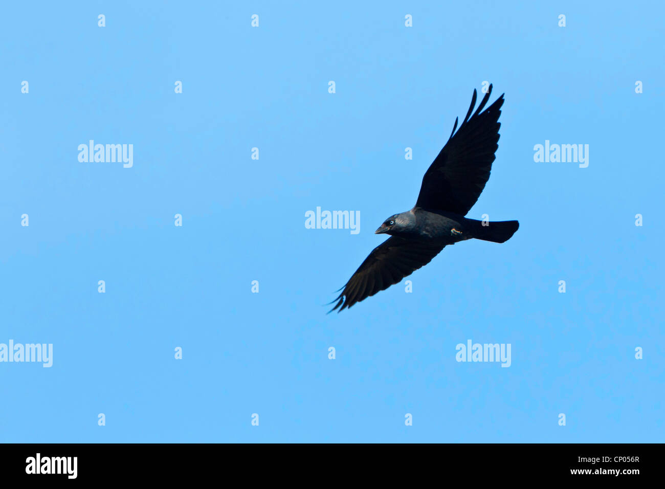 Taccola (Corvus monedula), battenti, in Germania, in Renania Palatinato Foto Stock