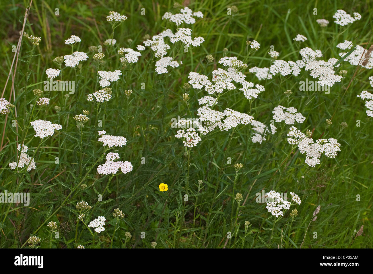 Yarrow comune, achillea (Achillea millefolium), fioritura, Germania Foto Stock