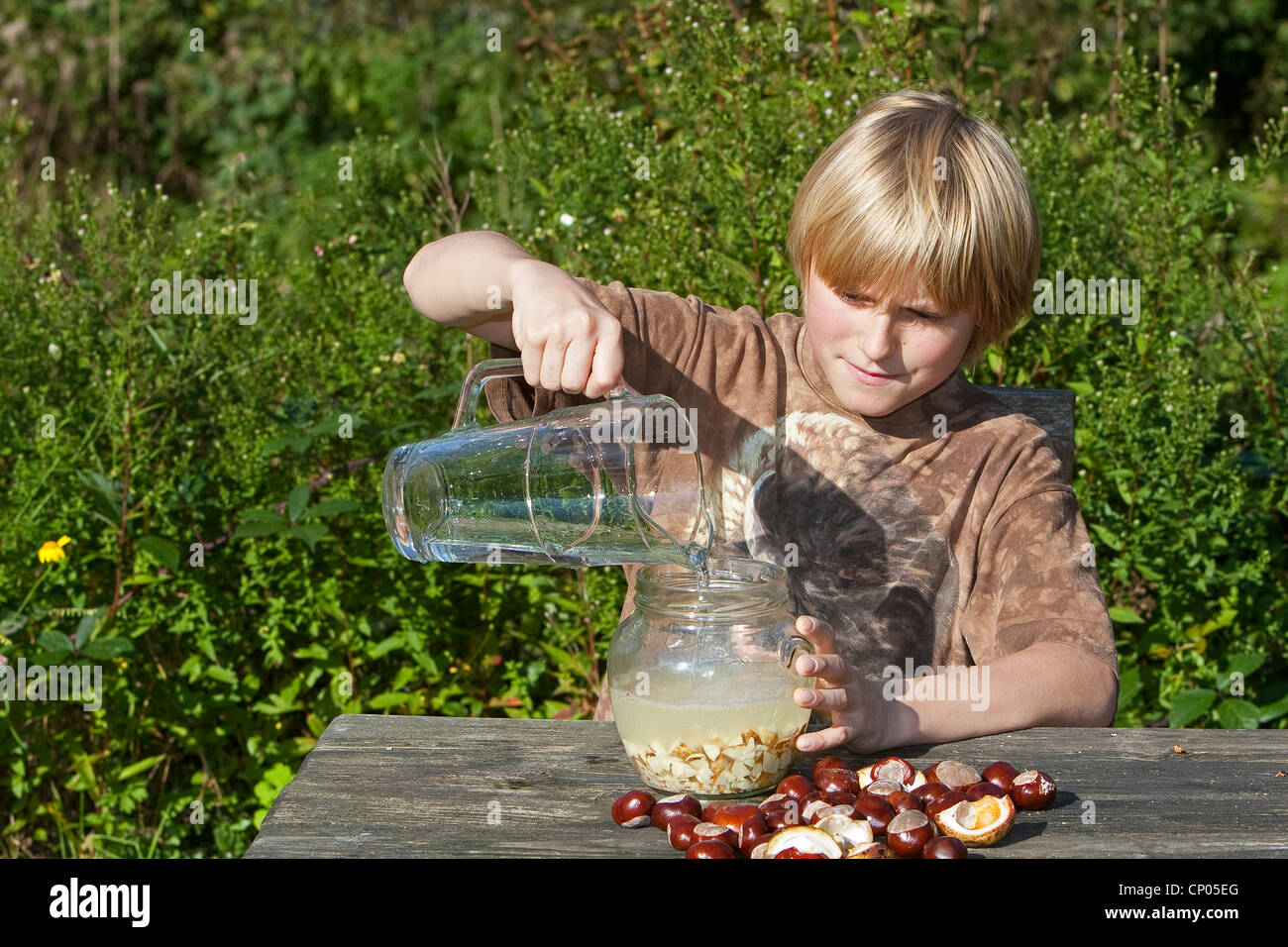 Comune di ippocastano (Aesculus hippocastanum) facendo sapone da ippocastani: boy acqua di riempimento e conkers macinate in un bicchiere, Germania Foto Stock