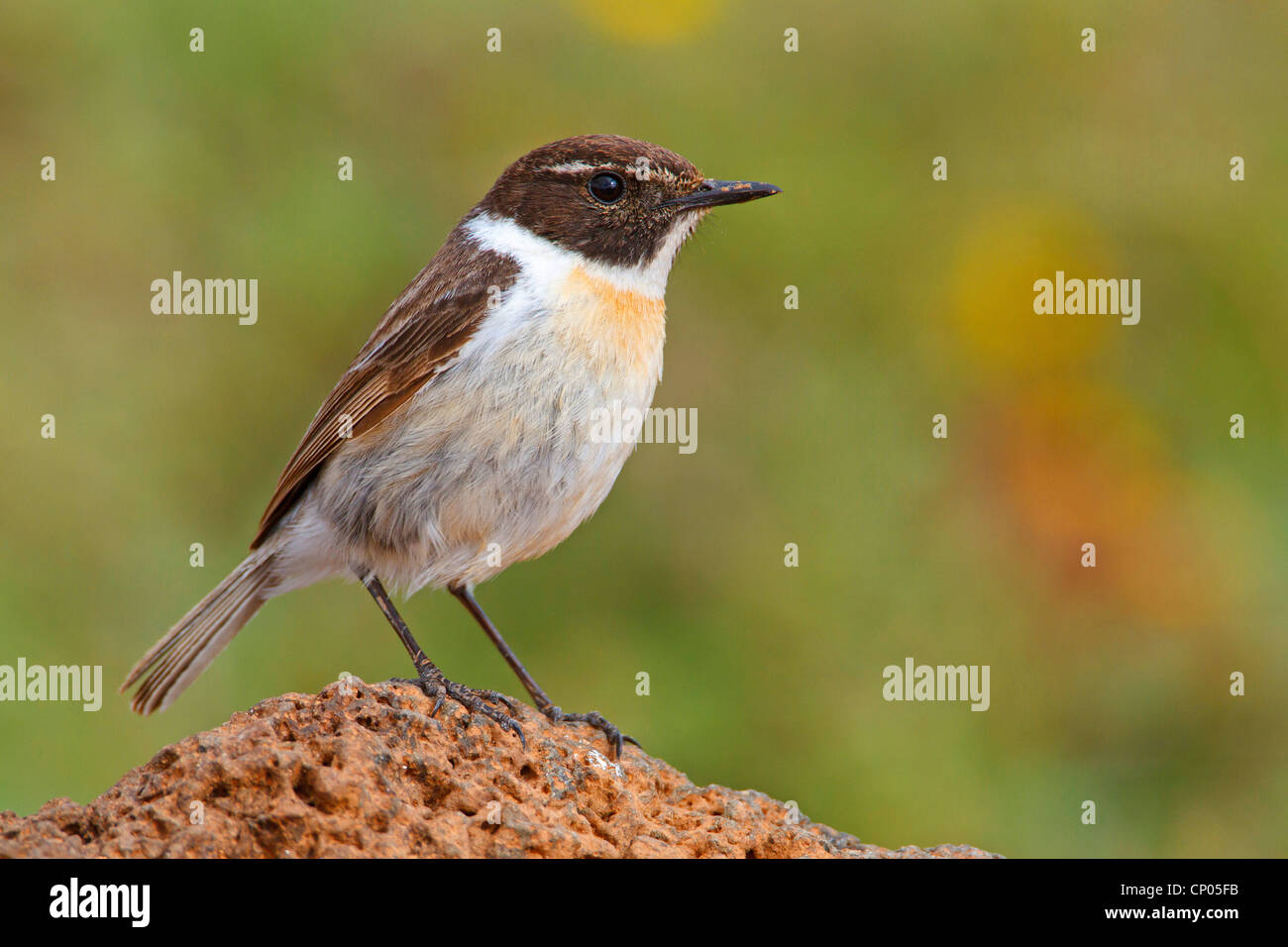 Isole Canarie chat, chat Fuerteventura Fuerteventura (Stonechat Saxicola dacotiae), maschile seduto su di una pietra, endemico a Isole Canarie, Isole Canarie Fuerteventura Foto Stock