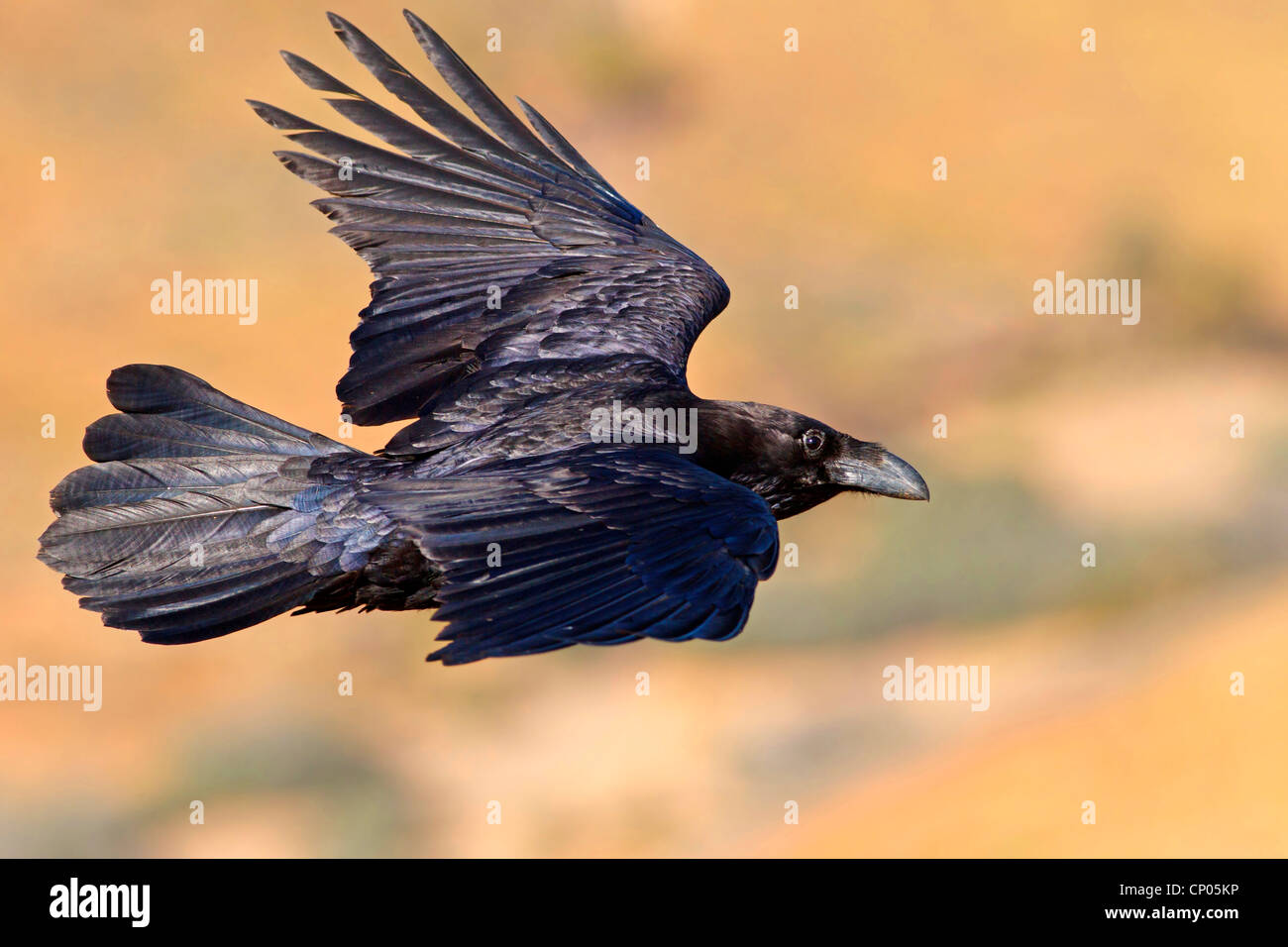 Corvo nordafricano (Corvus corax tingitanus, Corvus tingitanus), volo, Isole Canarie, Fuerteventura Foto Stock