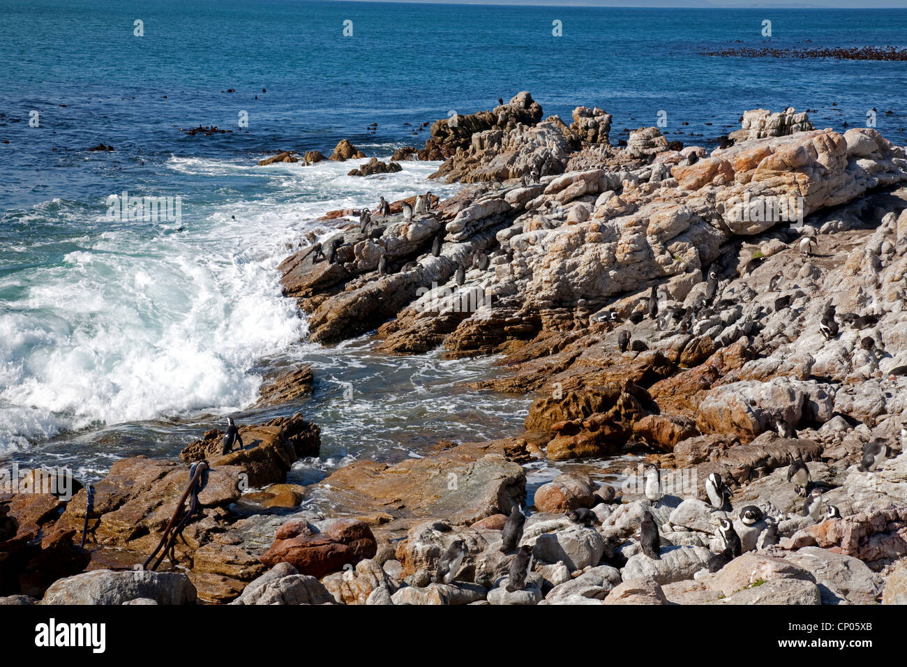 Jackass penguin, African penguin, nero-footed penguin (Spheniscus demersus), colonia sulla costa rocciosa, Sud Africa, Western Cape, punto pietrose, Betty's Bay Foto Stock