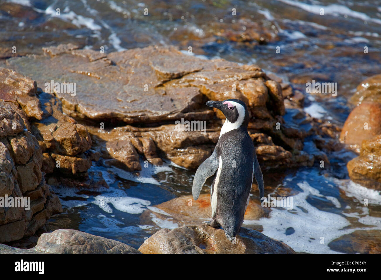 Jackass penguin, African penguin, nero-footed penguin (Spheniscus demersus), sulla costa rocciosa, Sud Africa, Western Cape, punto pietrose, Betty's Bay Foto Stock