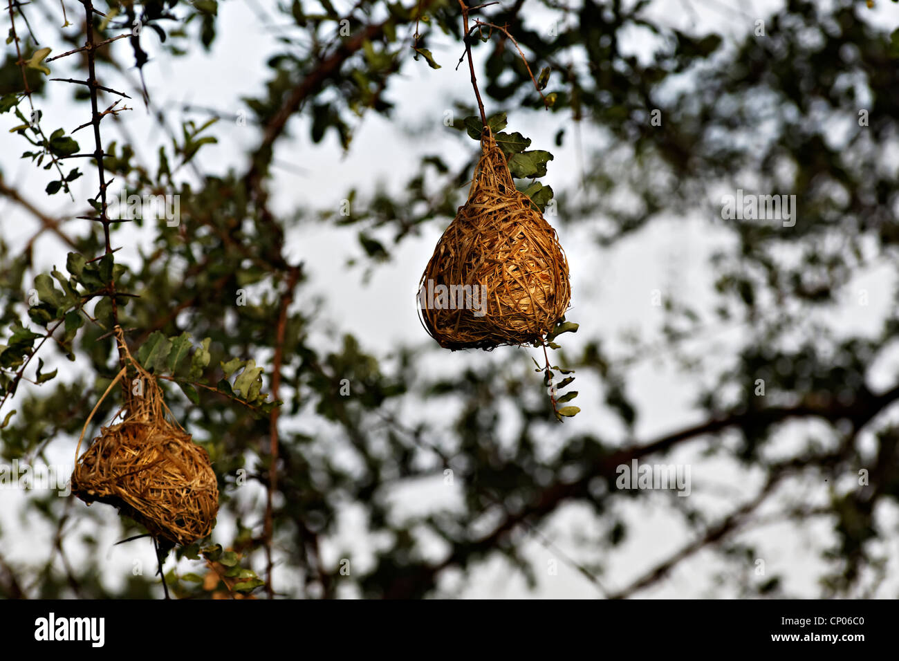 Tessitore di nidi di uccelli appeso a un albero, Kruger National Park, Sud Africa Foto Stock