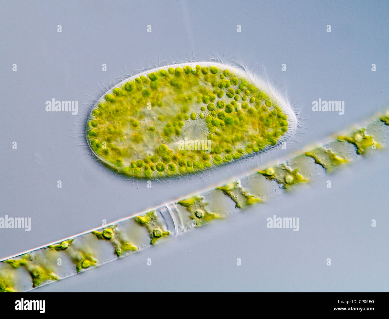 Pantofola verde animalcule (paramecio bursaria), un paramecio con spirogire, filamental una specie di Conjugales, Germania Foto Stock