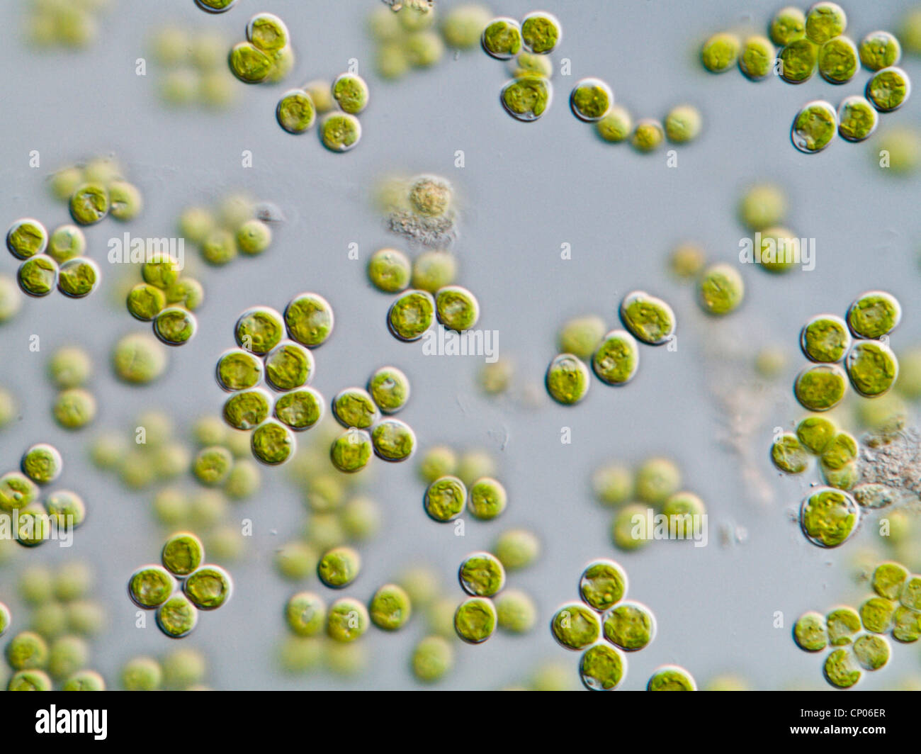 Clorococcum (Clorococcum), verde Alghe, Germania Foto Stock