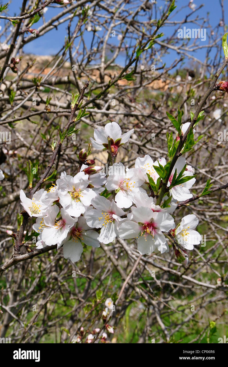 Mandorla dolce (Prunus amygdalus var. dulcis, Prunus dulcis var. dulcis), fioritura ramo di mandorle, Cipro Foto Stock