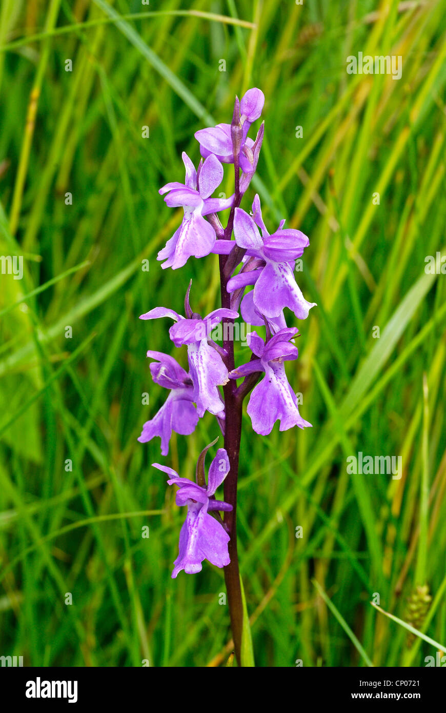 Orchidea (Orchis palustris), fioritura, Germania, Sassonia-Anhalt Foto Stock
