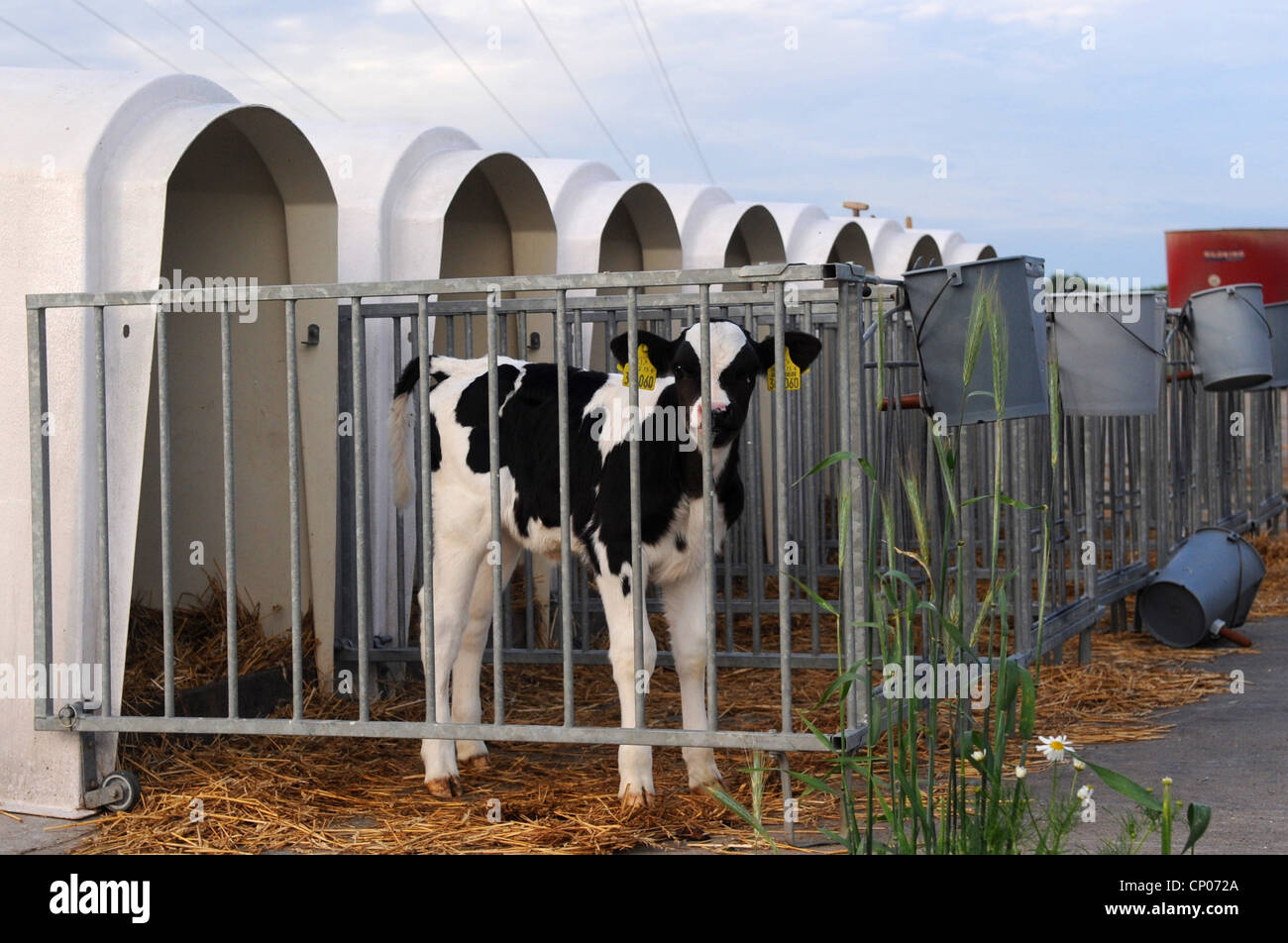 Gli animali domestici della specie bovina (Bos primigenius f. taurus), alimentazione di vitello, Germania, Foto Stock