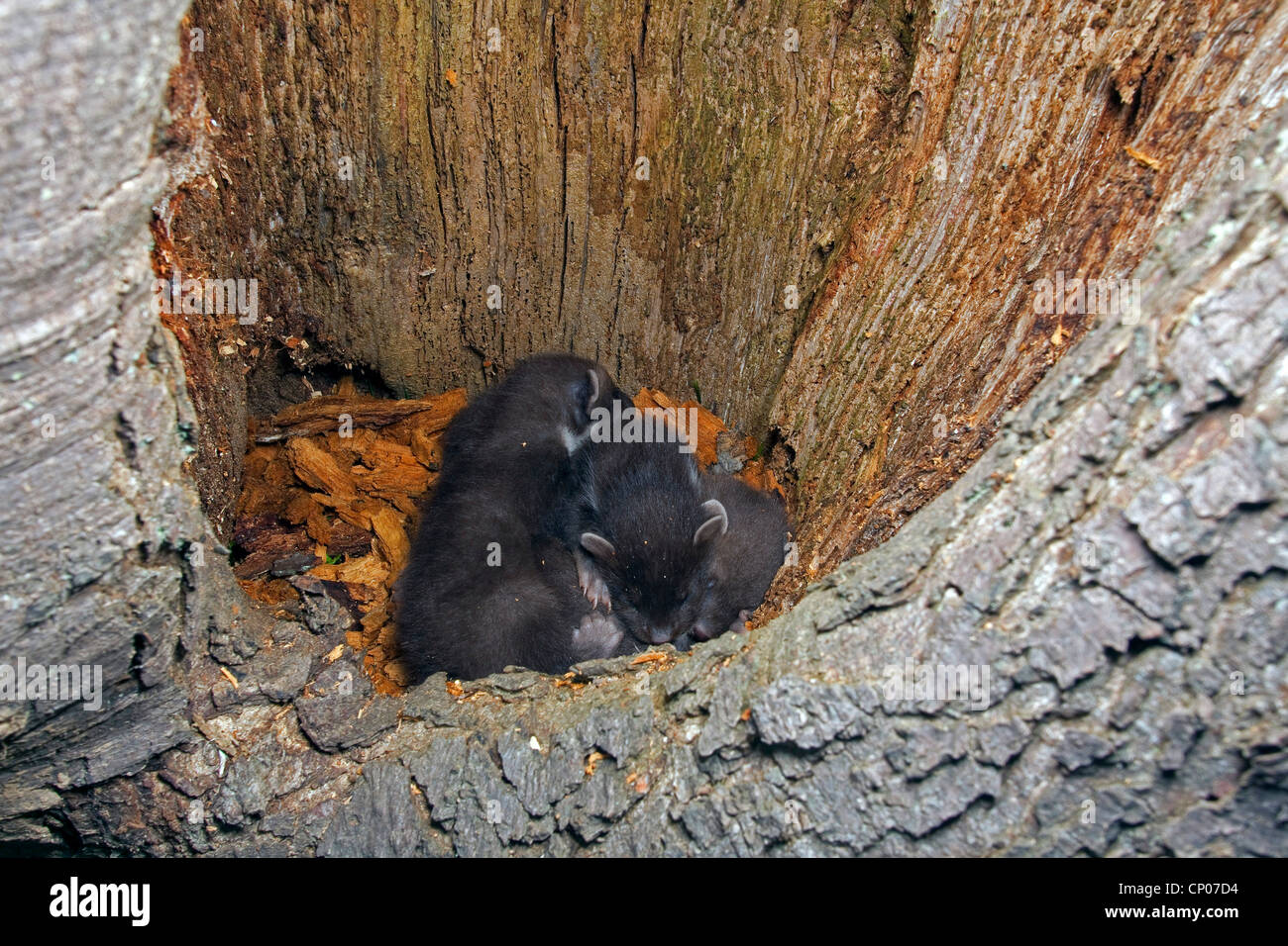 Unione martora (Martes martes), il novellame giacente nel foro albero, Germania Foto Stock