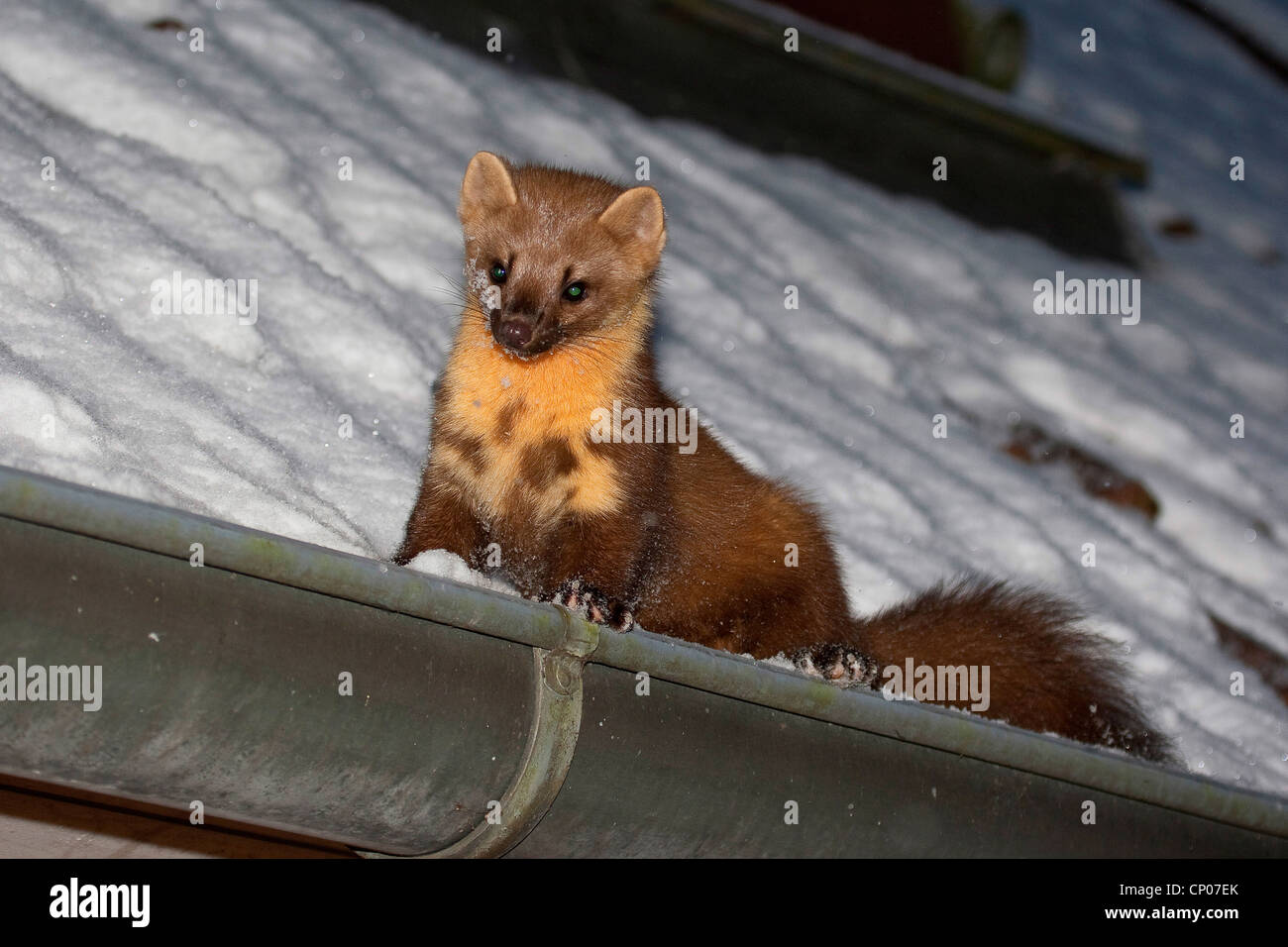 Unione martora (Martes martes), in una gronda del tetto nella neve, Germania Foto Stock