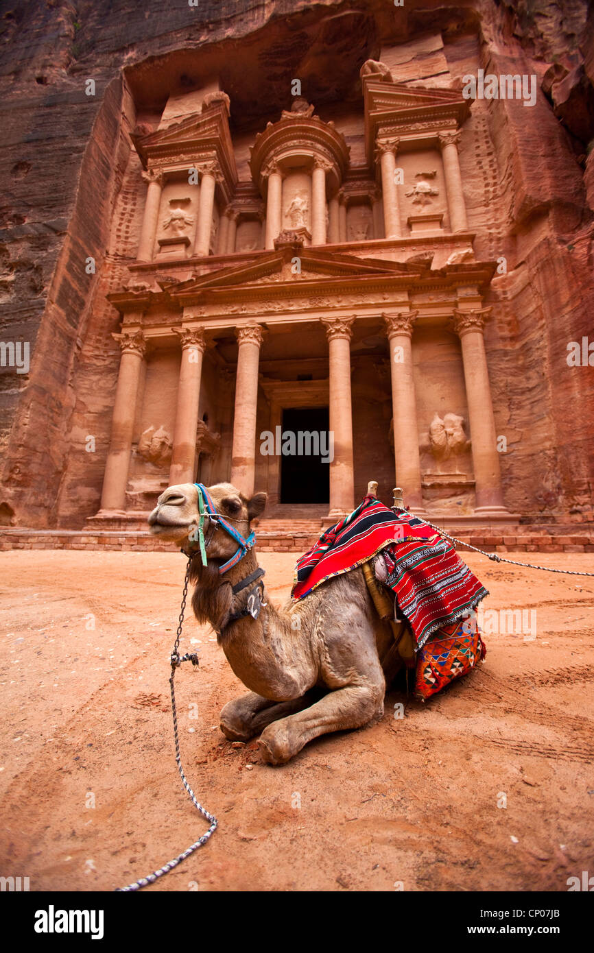 Camel appoggiato dal Ministero del Tesoro (Al-Khazneh), Petra, Giordania, Asia Occidentale Foto Stock