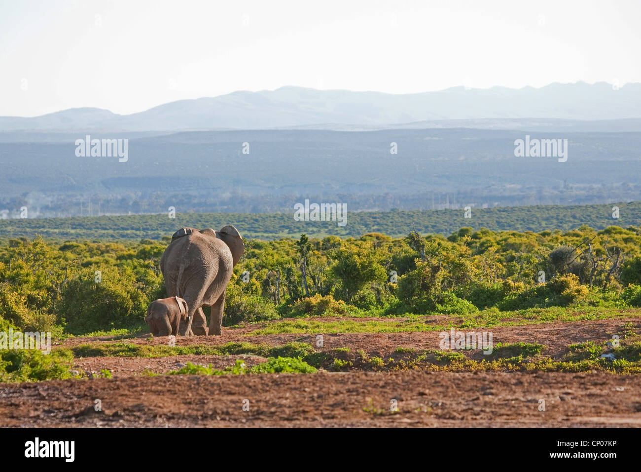 Elefante africano (Loxodonta africana), mucca elefante e vitello lasciando un foro per l'acqua, Sud Africa, Eastern Cape, Addo Elephant National Park Foto Stock