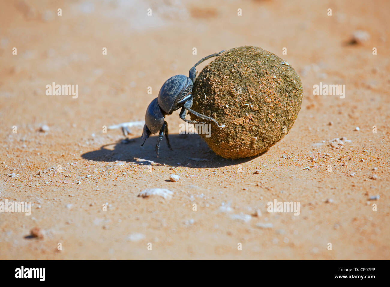 Flightless dung beetle (Circellium bacchus), facendo rotolare una sfera di sterco, Sud Africa, Eastern Cape, Addo Elephant National Park Foto Stock