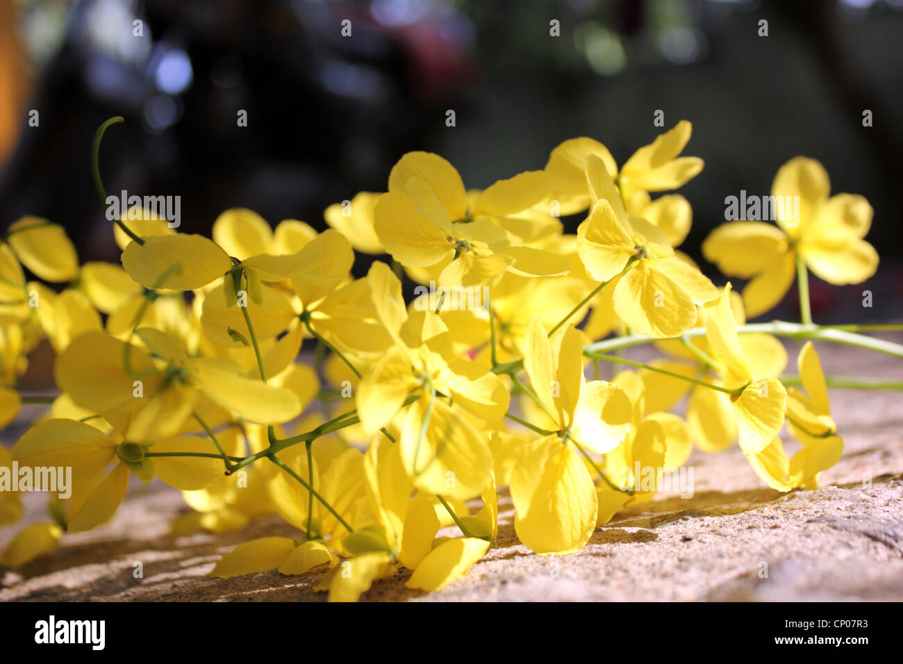 Fiore giallo di cassia fistola o golden shower tree giacente a terra Foto Stock