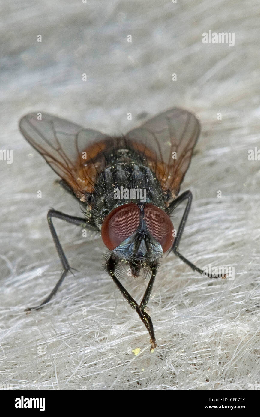Faccia volare, Autunno casa-fly (Musca autumnalis), per la cura del corpo maschile, Germania Foto Stock