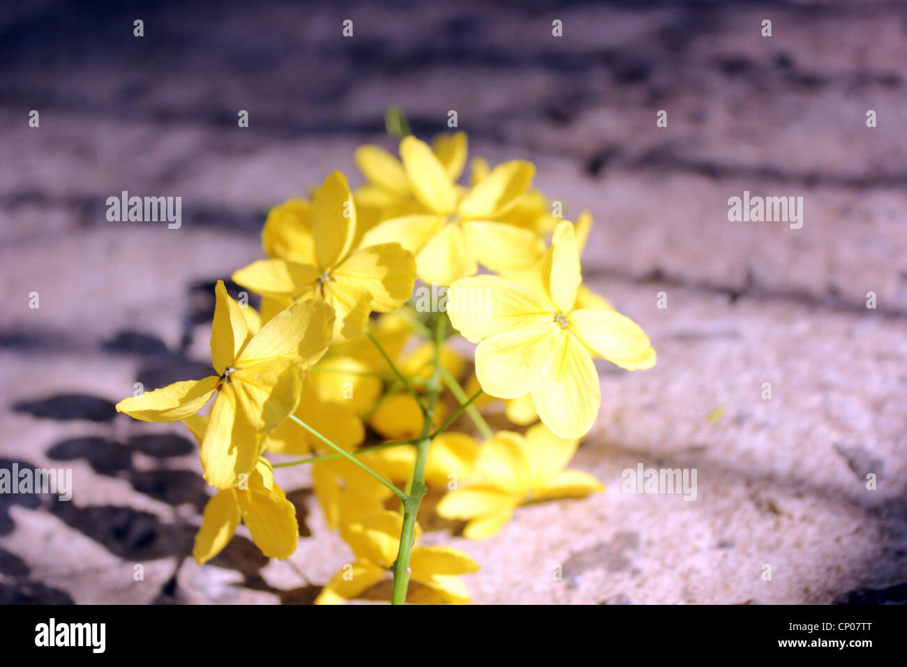Fiore giallo di cassia fistola o golden shower tree giacente a terra Foto Stock