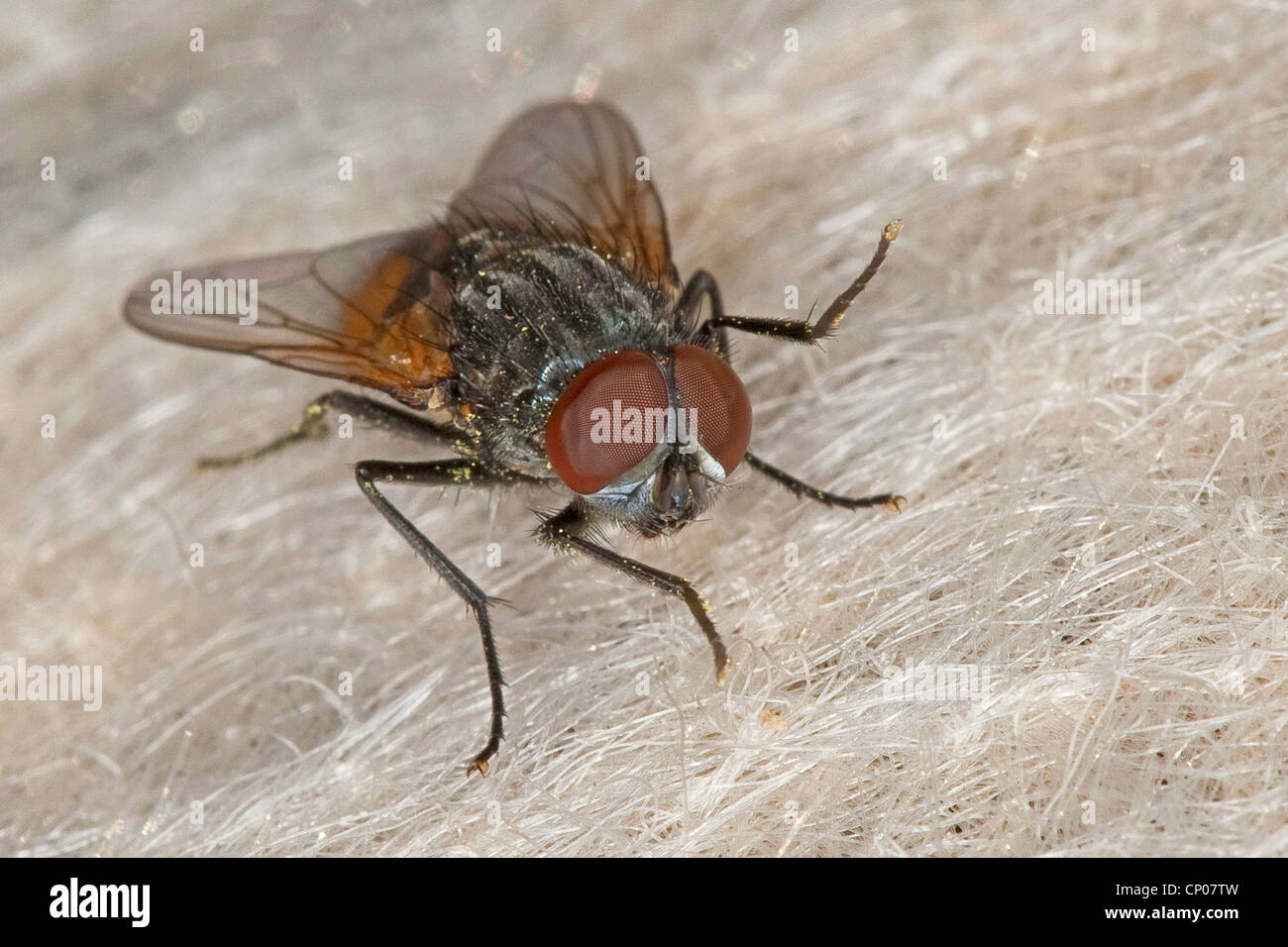 Faccia volare, Autunno casa-fly (Musca autumnalis), maschio, Germania Foto Stock