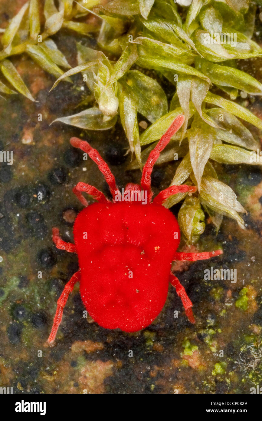 Il velluto acaro, acaro rosso, velluto acari (Trombidium spec., Trombidium holosericeum cfr.), seduta in MOSS, Germania Foto Stock