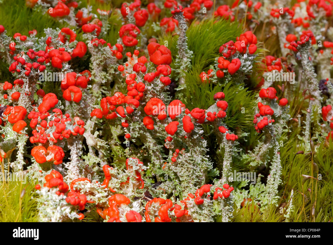 Rosso Coppa Pixie (Cladonia coccifera, Cladonia cornucopioides), con il rosso di corpi fruttiferi, Germania Foto Stock