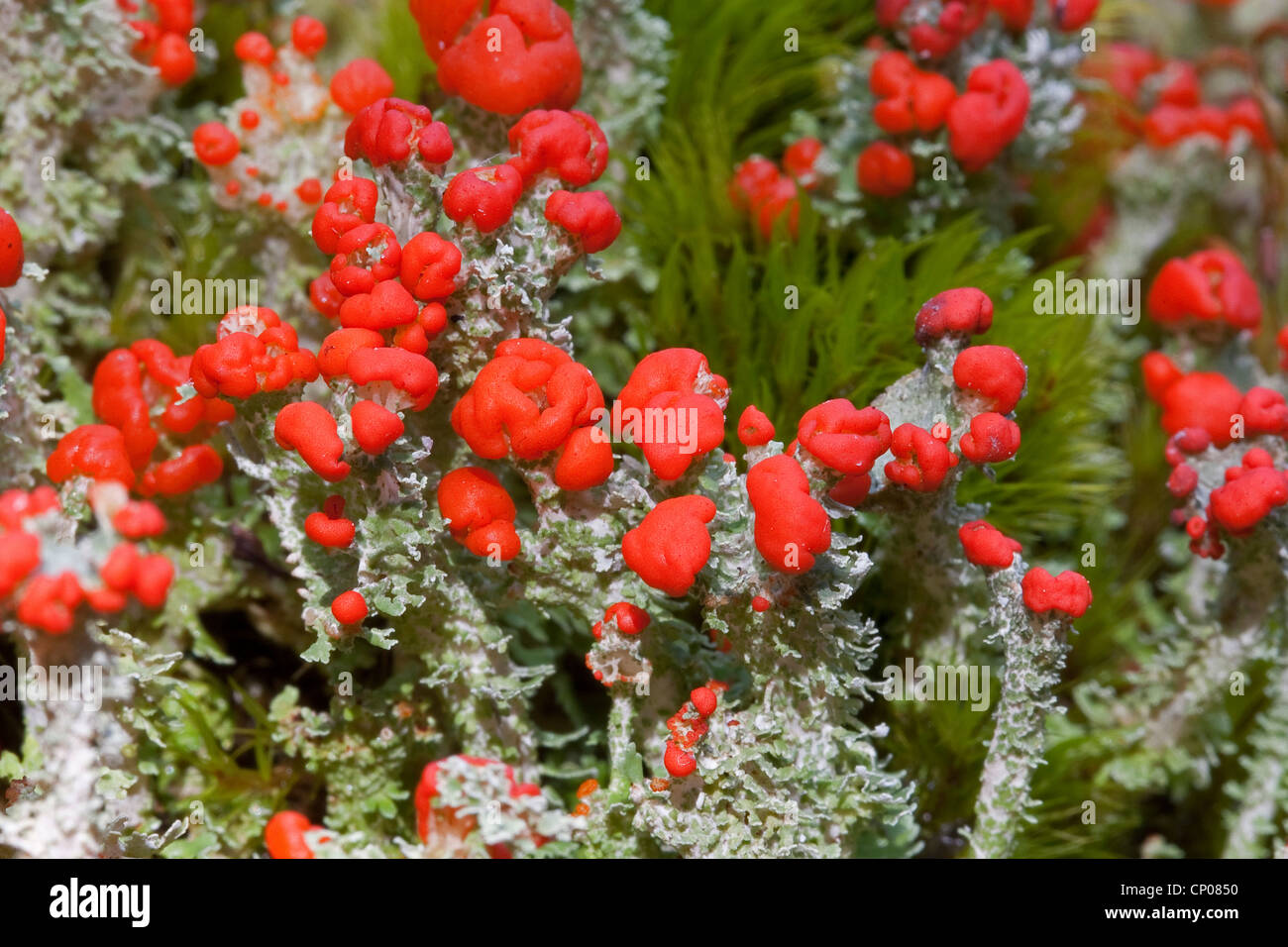 Rosso Coppa Pixie (Cladonia coccifera, Cladonia cornucopioides), con il rosso di corpi fruttiferi, Germania Foto Stock