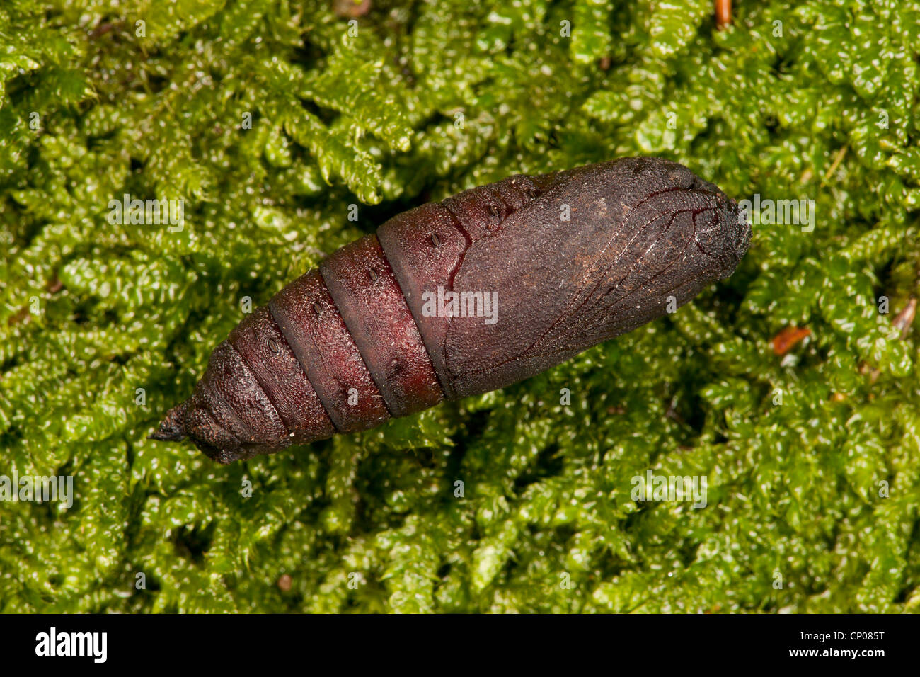 Lime hawkmoth (Mimas tiliae), pupa giacente su MOSS, in Germania, in Renania Palatinato Foto Stock