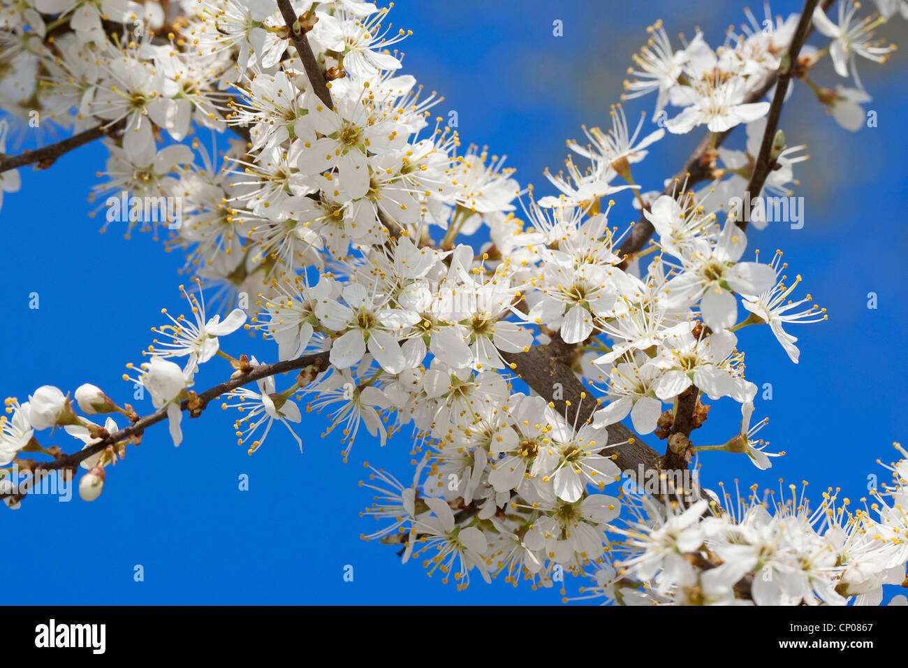 Prugnolo, sloe (Prunus spinosa, rami fioriti, Germania Foto Stock