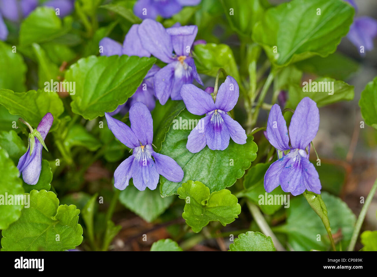 Inizio dog-violetto (viola reichenbachiana), fioritura, Germania Foto Stock