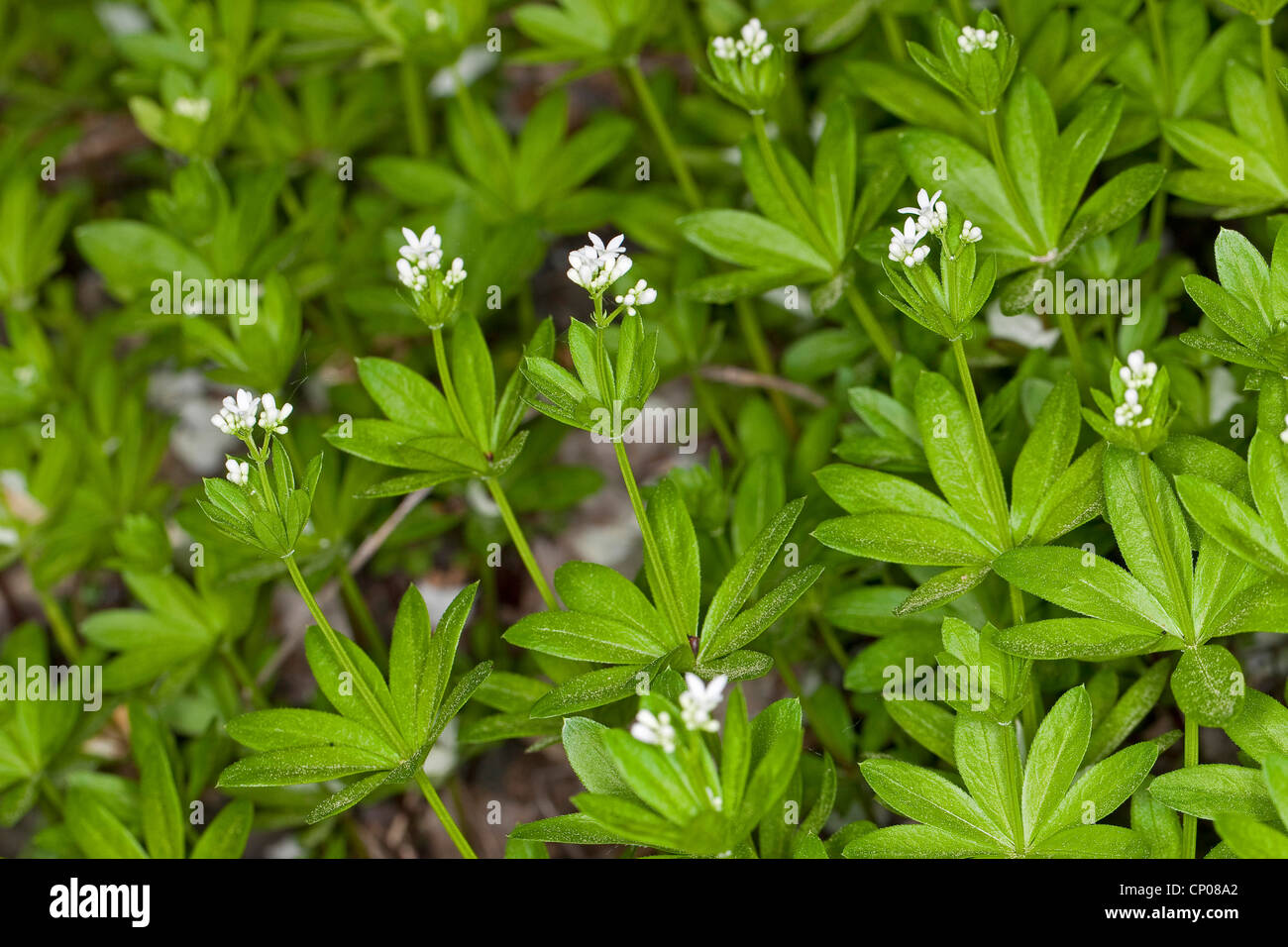 Sweet woodruff (Galium odoratum), fioritura, Germania Foto Stock