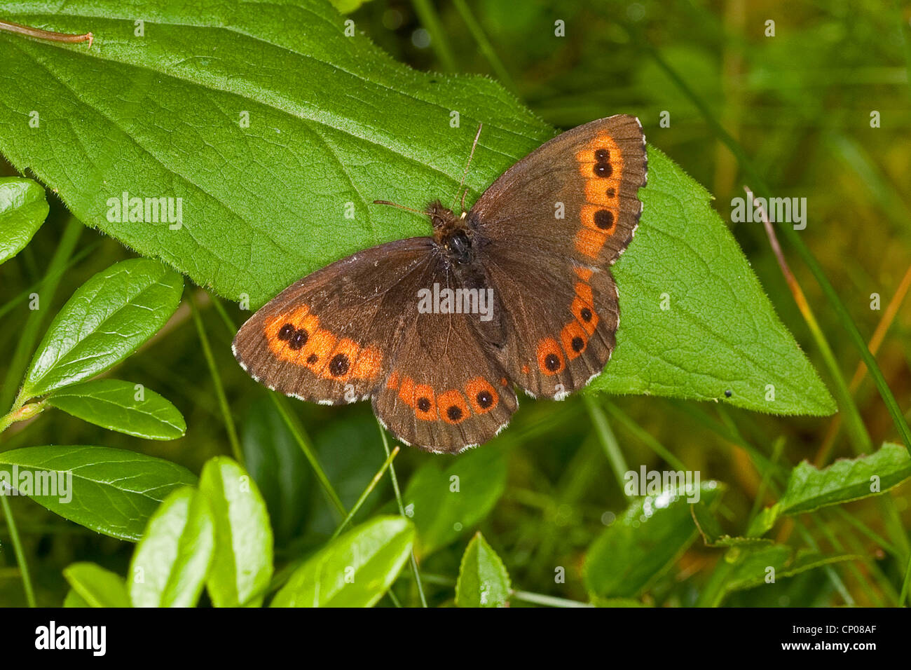 Arran brown, Ringlet butterfly (Erebia ligea), seduta su una foglia, Germania Foto Stock