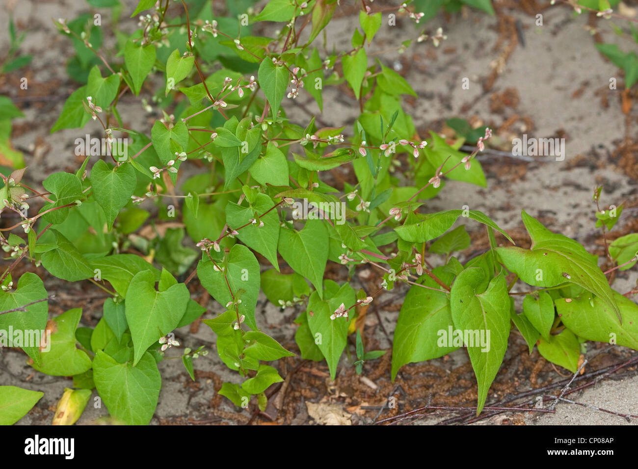 La scalata del grano saraceno, nero centinodia (Fallopia convolvulus, Polygonum convolvulus, Bilderdykia convolvulus), Germania Foto Stock