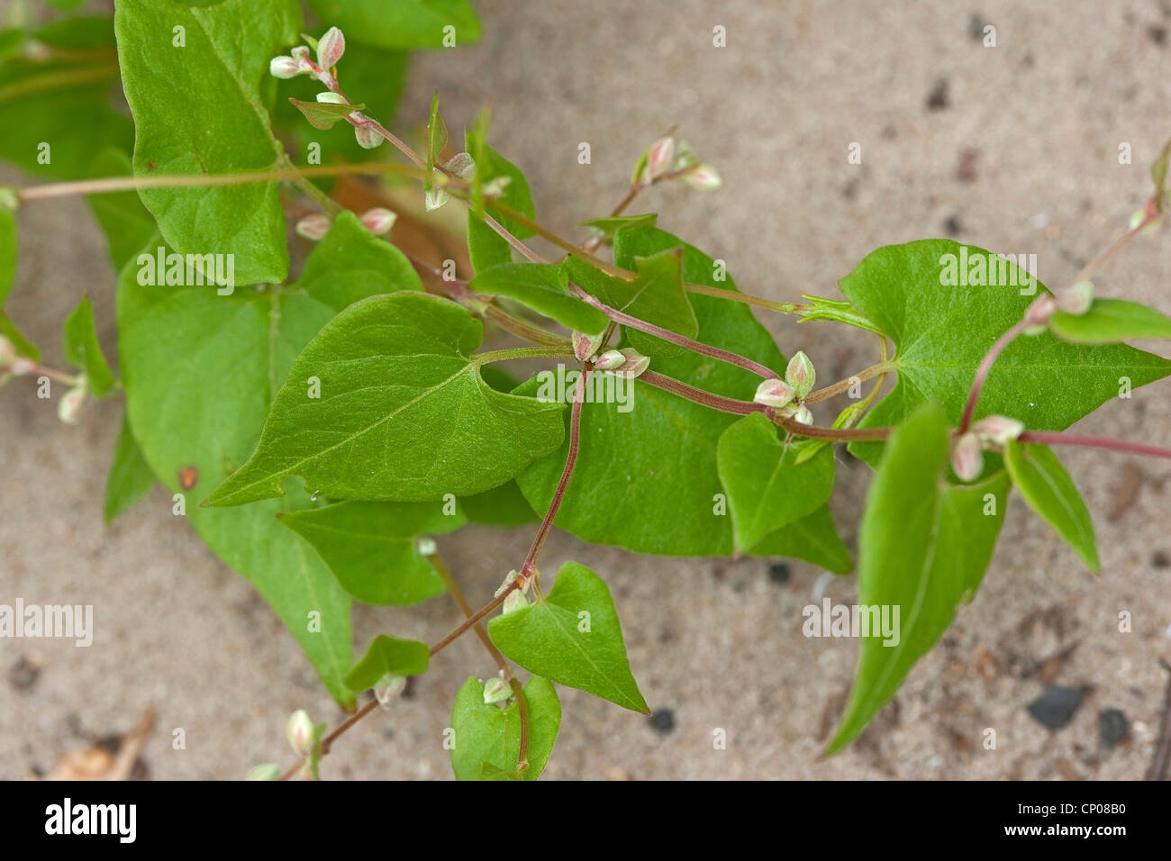 La scalata del grano saraceno, nero centinodia (Fallopia convolvulus, Polygonum convolvulus, Bilderdykia convolvulus), Germania Foto Stock