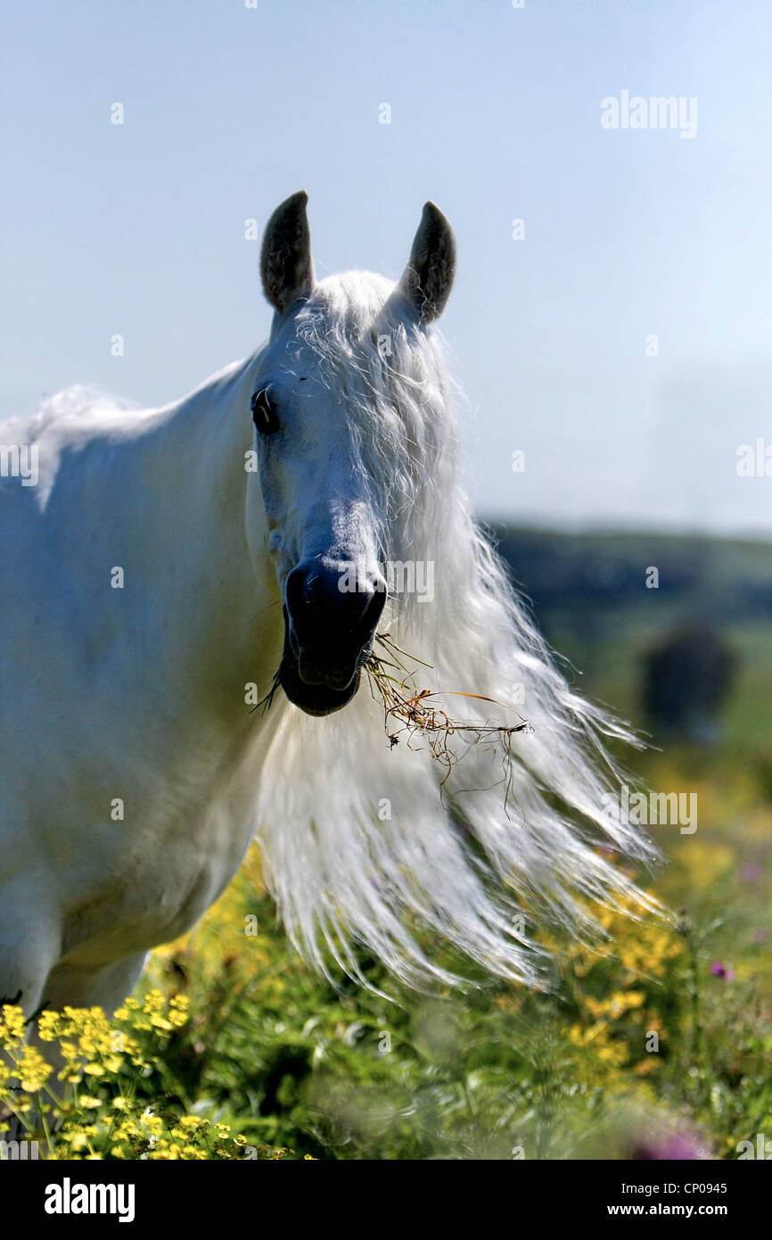 Arabian Thorougbred, riproduttori di razza di cavalli arabi (Equus przewalskii f. caballus), ritratto l'alimentazione sull'erba Foto Stock