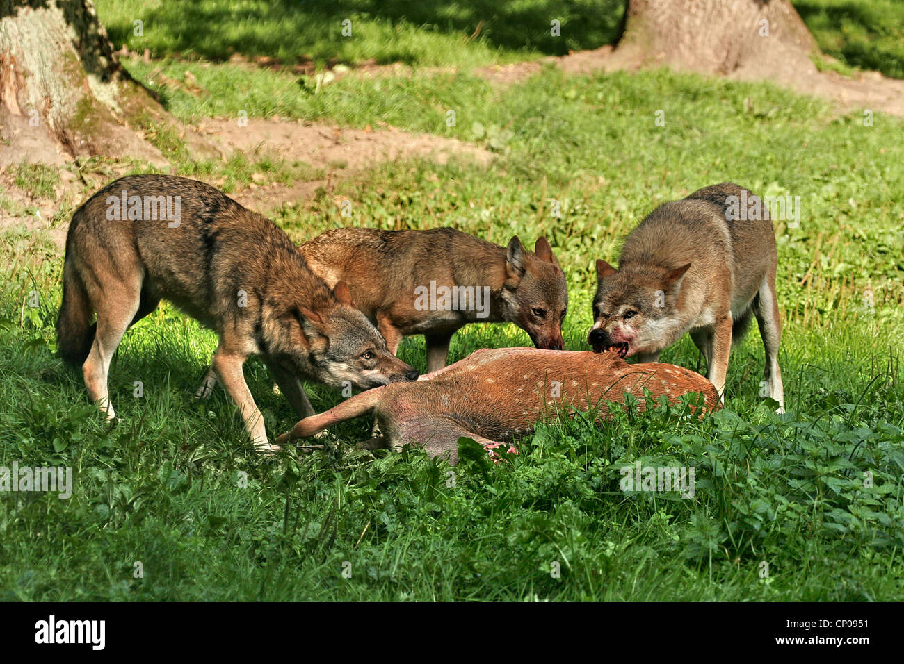 Unione lupo (Canis lupus lupus), tre lupi alimentazione su un daino, Germania Foto Stock Unione lupo (Canis lupus lupus), tre lupi alimentazione su un daino, Germania Foto Stock