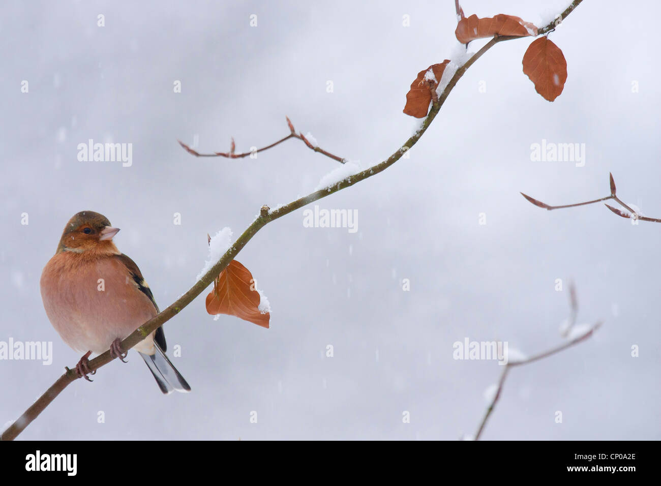 (Fringuello Fringilla coelebs), maschile seduto su un ramo in inverno, in Germania, in Renania Palatinato Foto Stock