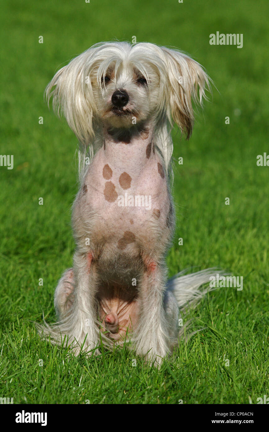 Chinese Crested Dog (Canis lupus f. familiaris), 16 mesi singoli in un prato Foto Stock