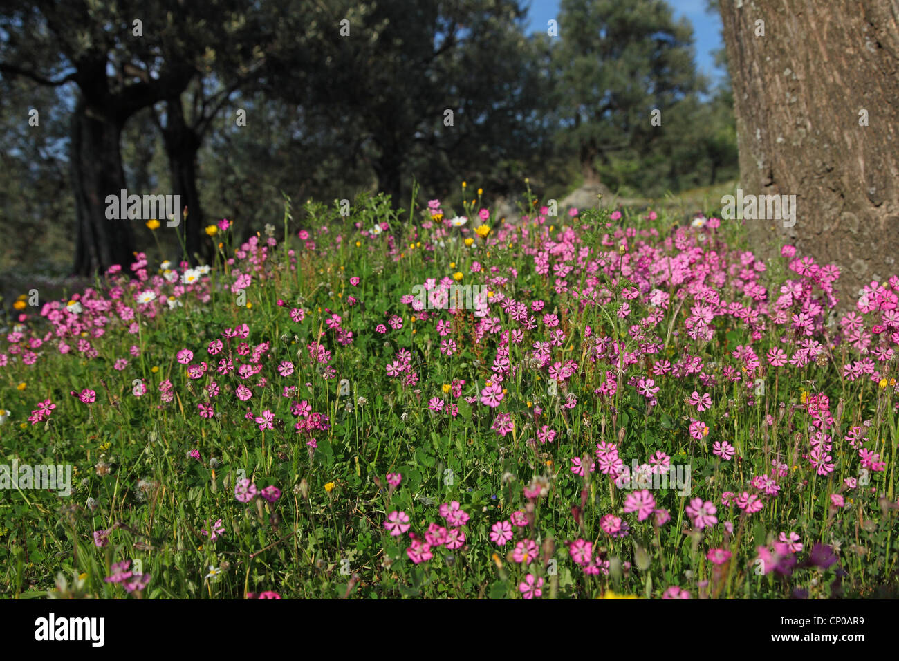 La nana rosa Star, Cloven-Petalled Campion (Silene colorata), fioritura su un oliveto, Grecia, Lesbo Foto Stock