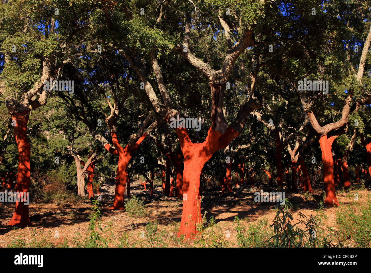 Quercia da sughero (Quercus suber), appena sbucciata querce da sughero, Spagna Foto Stock